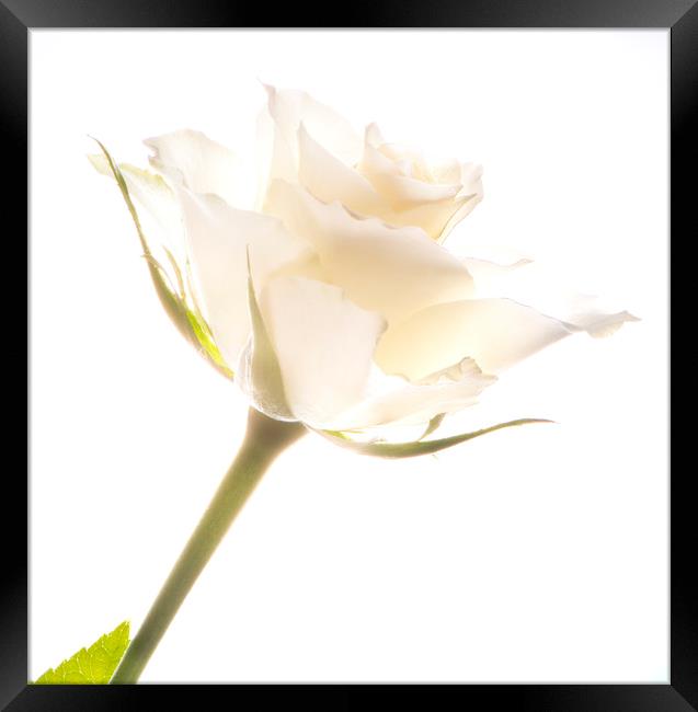 White rose Framed Print by Stephen Giles