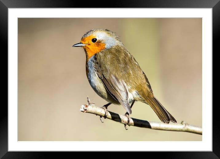 Robin on branch Framed Mounted Print by Stephen Giles