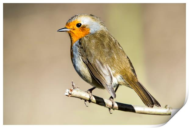 Robin on branch Print by Stephen Giles