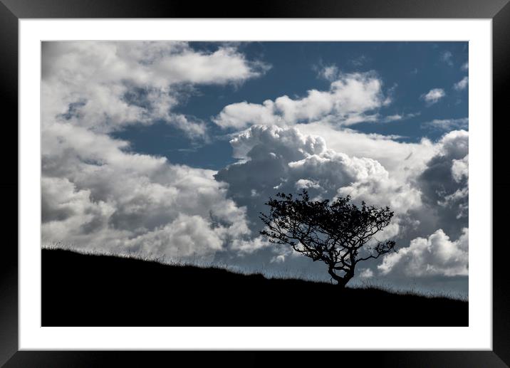 Lone tree and big clouds Framed Mounted Print by Andrew Kearton