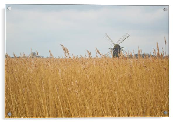 Windmill near Somerleyton, Suffolk Acrylic by Andy Heap