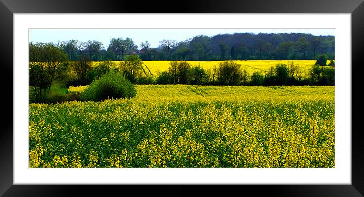FIELD OF RAPE Framed Mounted Print by Ray Bacon LRPS CPAGB