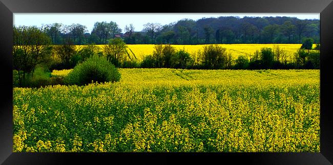 FIELD OF RAPE Framed Print by Ray Bacon LRPS CPAGB