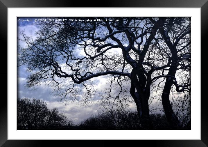 "SNOW CLOUDS THROUGH THE TREES" Framed Mounted Print by ROS RIDLEY