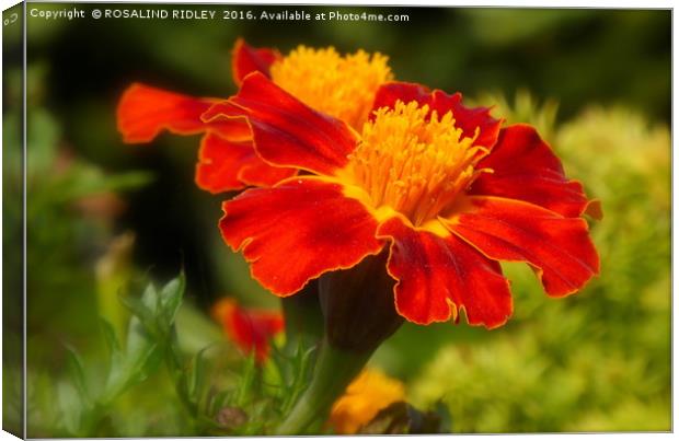 "RED MARIGOLDS" Canvas Print by ROS RIDLEY