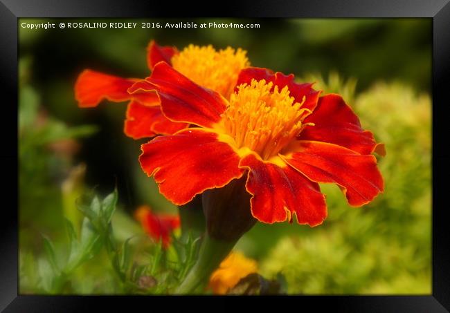 "RED MARIGOLDS" Framed Print by ROS RIDLEY