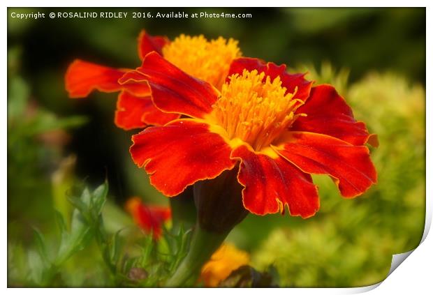 "RED MARIGOLDS" Print by ROS RIDLEY