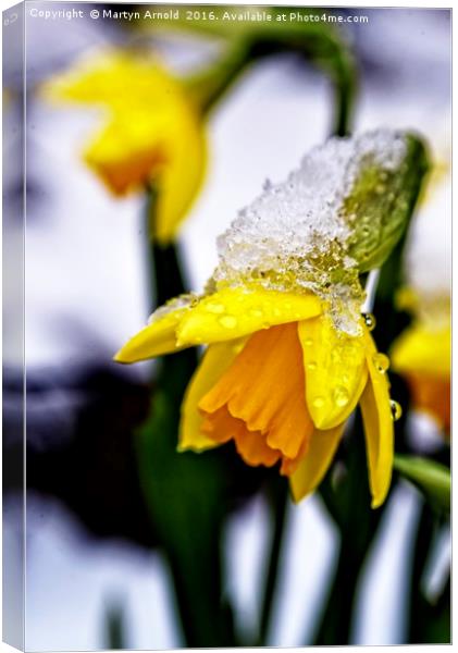 Daffodil in Snow Canvas Print by Martyn Arnold
