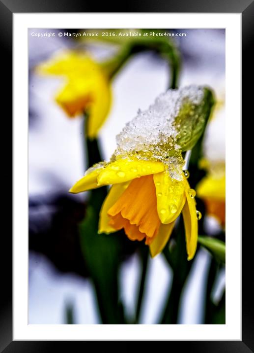 Daffodil in Snow Framed Mounted Print by Martyn Arnold