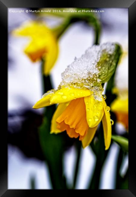 Daffodil in Snow Framed Print by Martyn Arnold