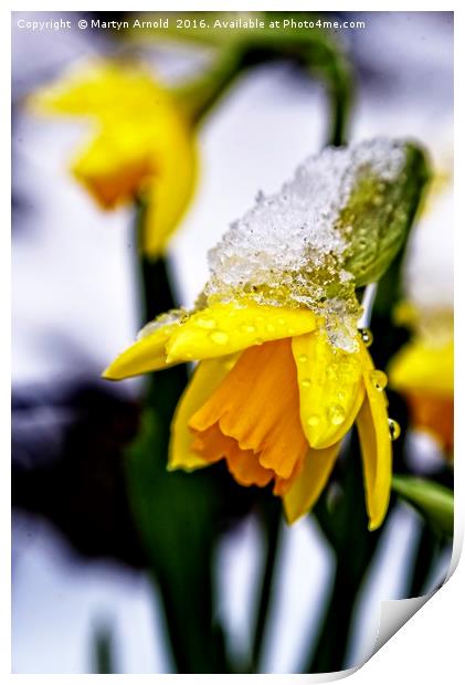 Daffodil in Snow Print by Martyn Arnold