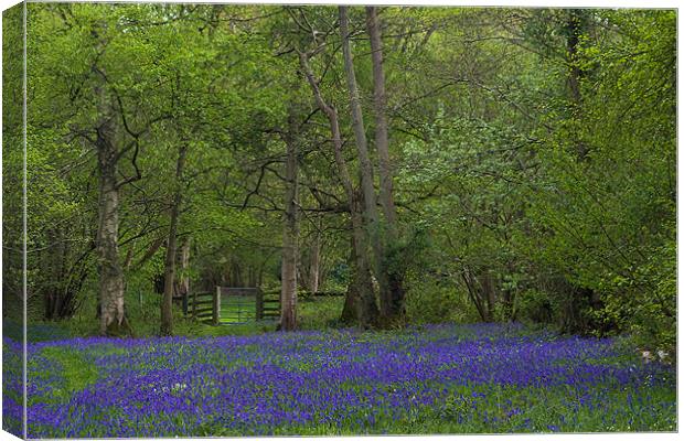 Bluebell Glade Canvas Print by Roy Scrivener