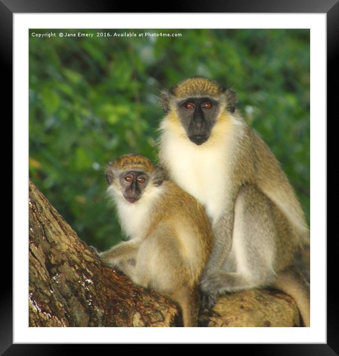 Two Monkeys Framed Mounted Print by Jane Emery