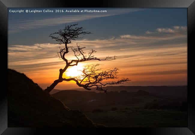 Black Mountain tree Framed Print by Leighton Collins