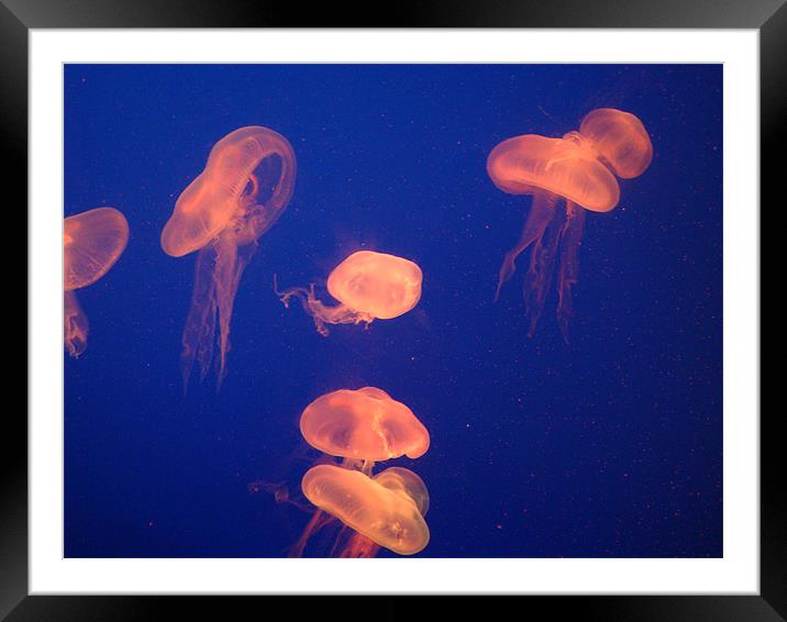 Jellyfish Framed Mounted Print by Mark Burnett