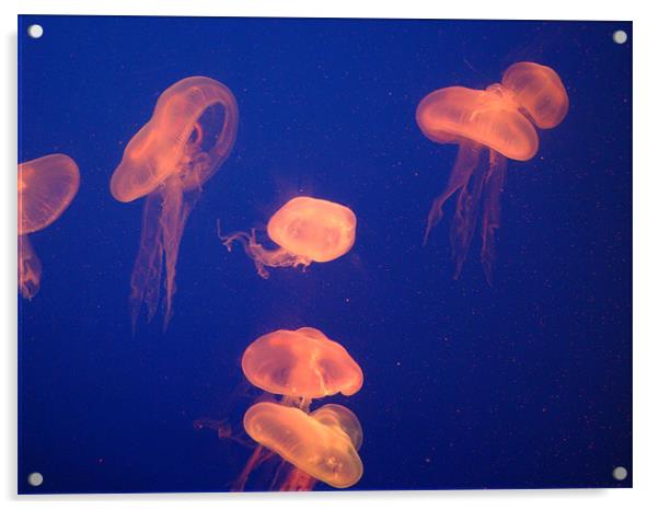 Jellyfish Acrylic by Mark Burnett
