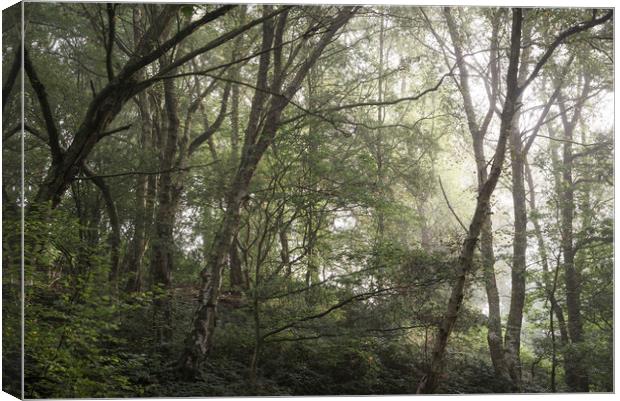 Soft morning light in the woods Canvas Print by Andrew Kearton