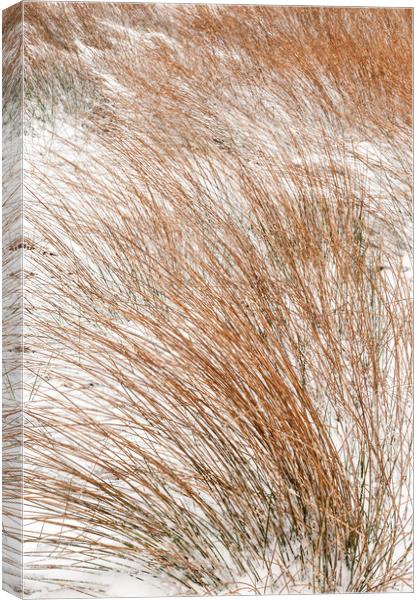 Reeds in the snow Canvas Print by Andrew Kearton