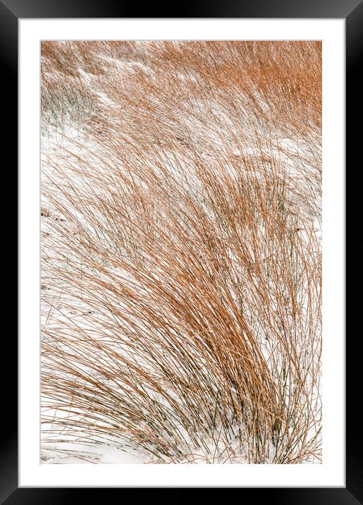 Reeds in the snow Framed Mounted Print by Andrew Kearton