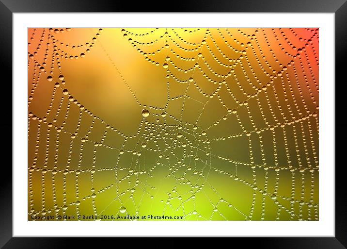 Spider Web Dew Drops   [ Enhanced] Framed Mounted Print by Mark  F Banks