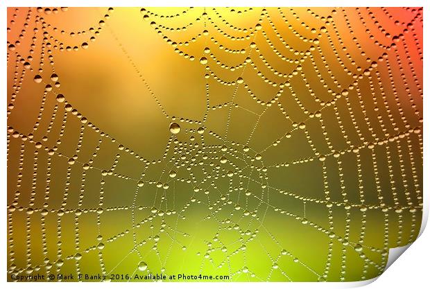 Spider Web Dew Drops   [ Enhanced] Print by Mark  F Banks