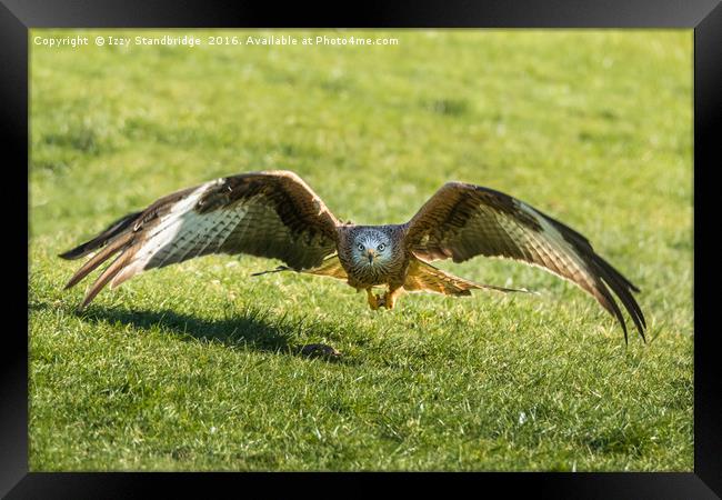 Red Kite Stare Framed Print by Izzy Standbridge