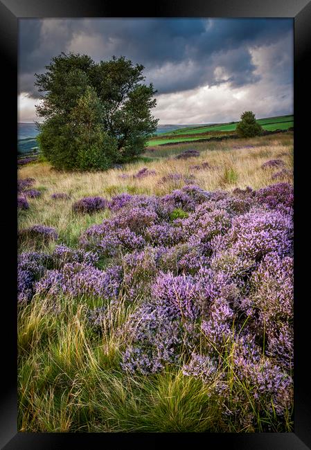 Heather blooming on English hills Framed Print by Andrew Kearton