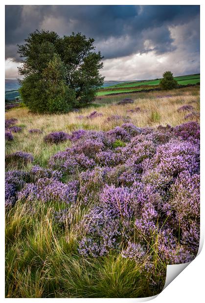 Heather blooming on English hills Print by Andrew Kearton