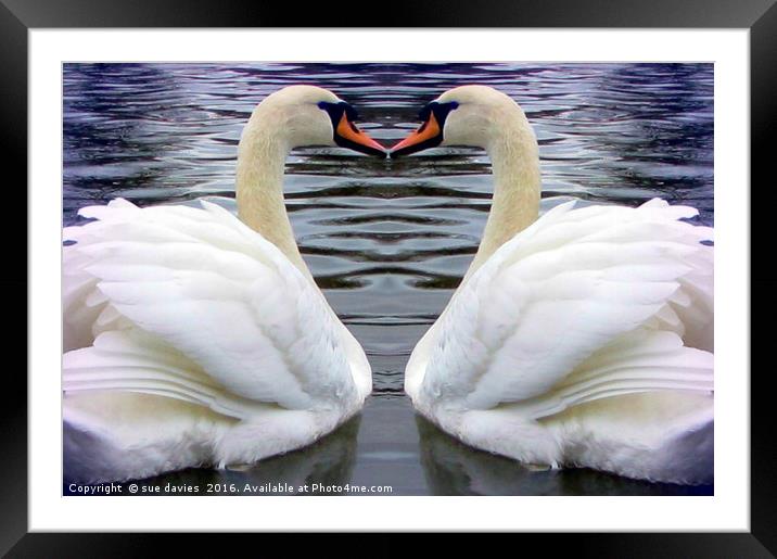 swan heart Framed Mounted Print by sue davies