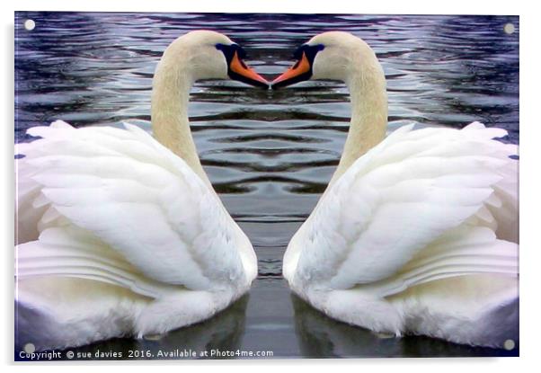 swan heart Acrylic by sue davies