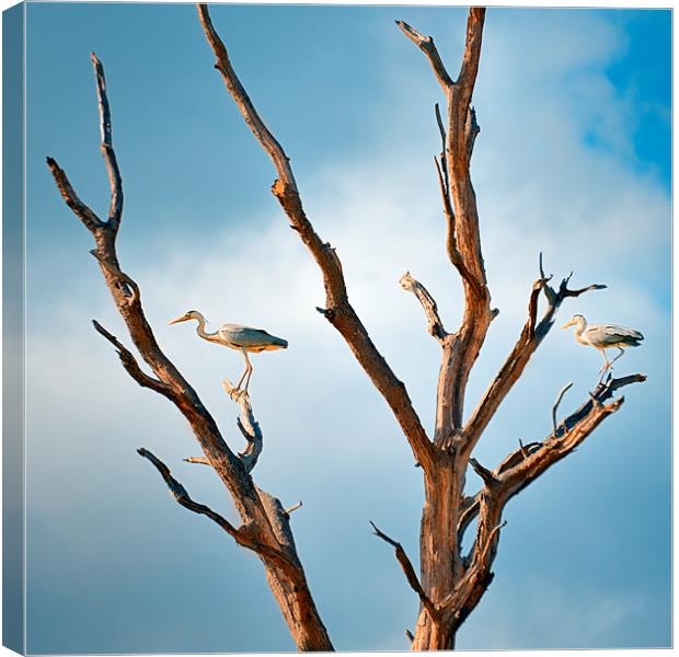 Two Herons in a tree Canvas Print by Stephen Mole