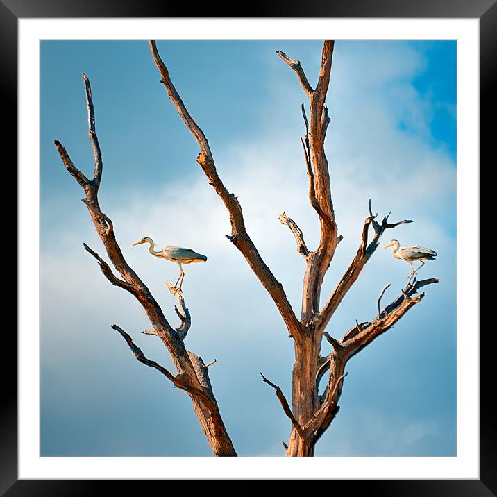 Two Herons in a tree Framed Mounted Print by Stephen Mole