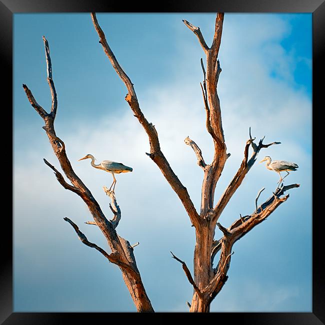 Two Herons in a tree Framed Print by Stephen Mole