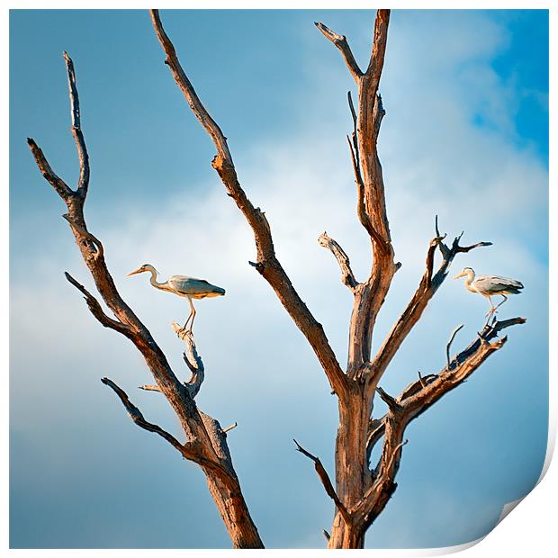 Two Herons in a tree Print by Stephen Mole