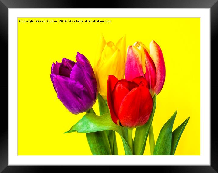 Four Tulips Framed Mounted Print by Paul Cullen
