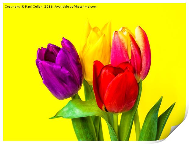 Four Tulips Print by Paul Cullen