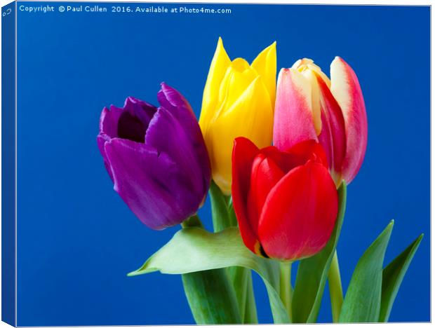 Four coloured Tulips on a blue background. Canvas Print by Paul Cullen