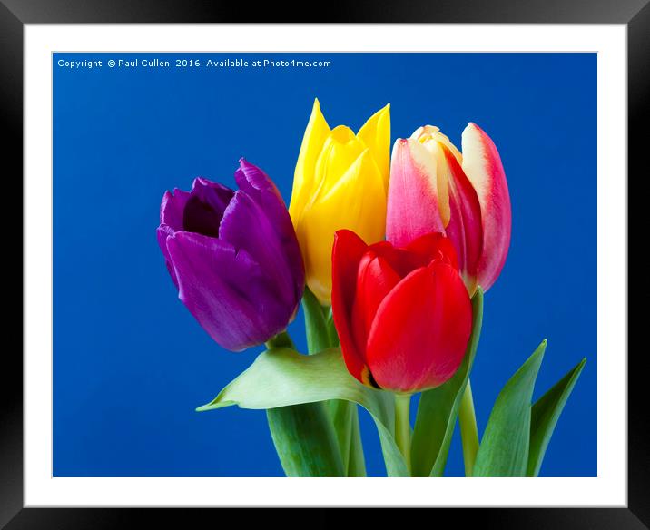 Four coloured Tulips on a blue background. Framed Mounted Print by Paul Cullen