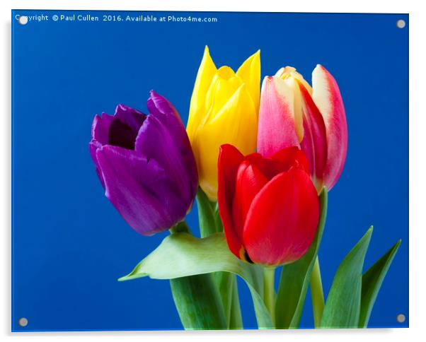 Four coloured Tulips on a blue background. Acrylic by Paul Cullen