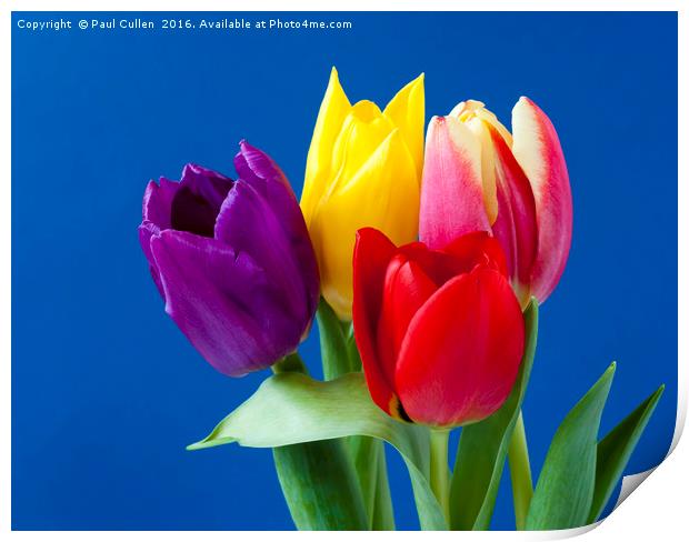 Four coloured Tulips on a blue background. Print by Paul Cullen