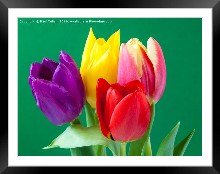 Four coloured Tulips on a green background. Framed Mounted Print by Paul Cullen