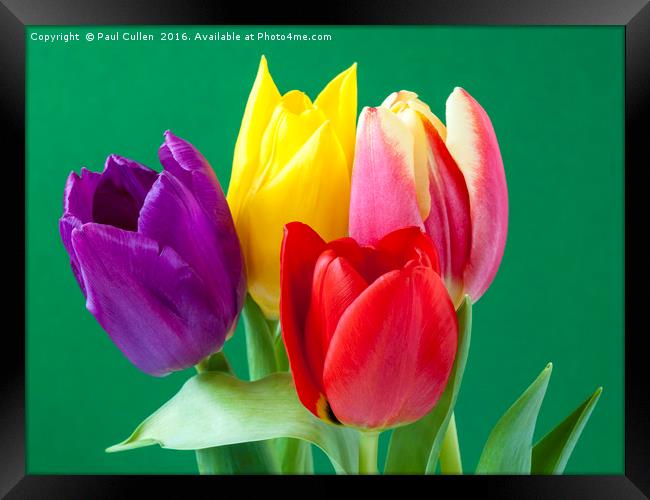 Four coloured Tulips on a green background. Framed Print by Paul Cullen