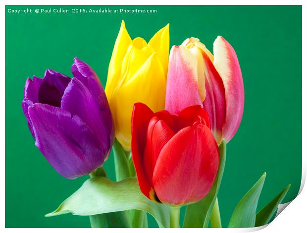 Four coloured Tulips on a green background. Print by Paul Cullen