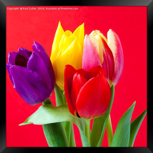 Four coloured Tulips on a red background. Framed Print by Paul Cullen