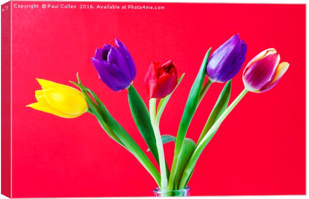 Five colourful Tulips Canvas Print by Paul Cullen