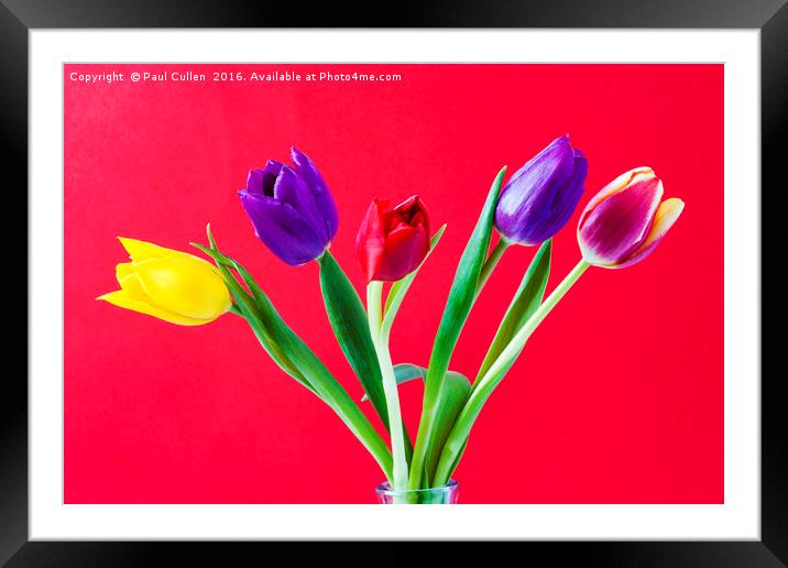 Five colourful Tulips Framed Mounted Print by Paul Cullen