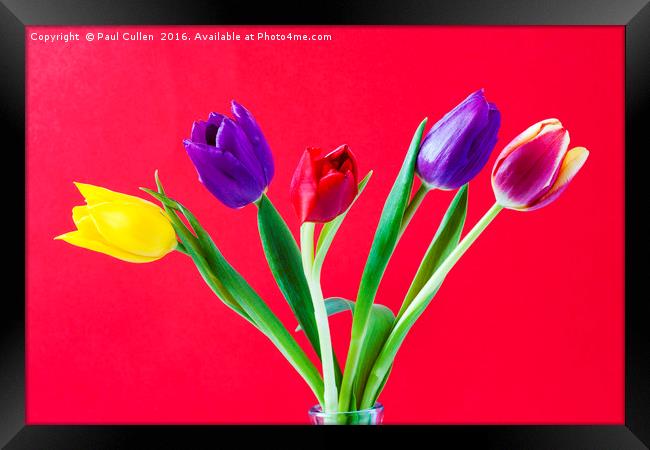 Five colourful Tulips Framed Print by Paul Cullen