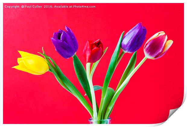 Five colourful Tulips Print by Paul Cullen