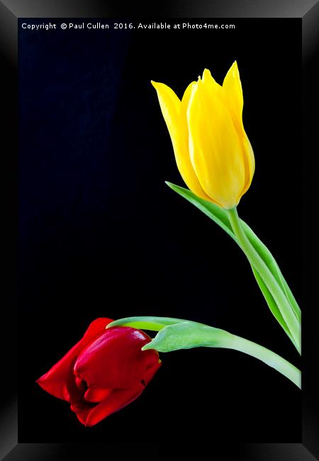 Two colourful Tulip flower heads Framed Print by Paul Cullen