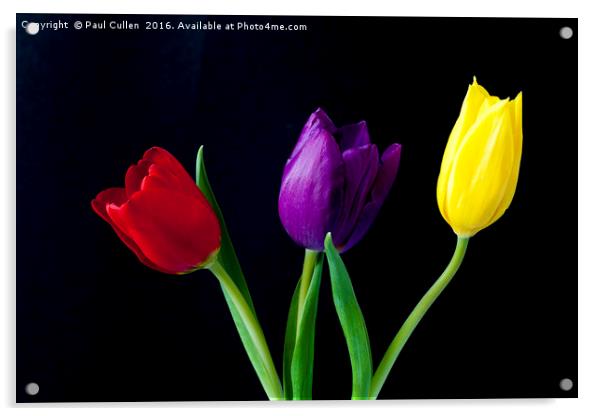 Three colourful Tulips on Black Acrylic by Paul Cullen